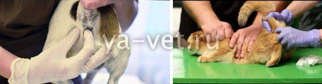 Воспаление параанальных желез у кошек: что это такое, признаки заболевания, схема лечения, препараты, возможные осложнения, рацион кормления