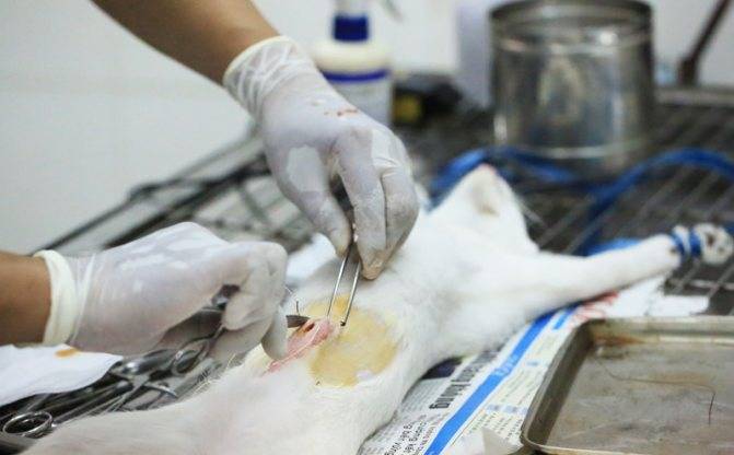 Восстановление кошки после операции по стерилизации и особенности поведения: сколько дней и как проходит реабилитация?