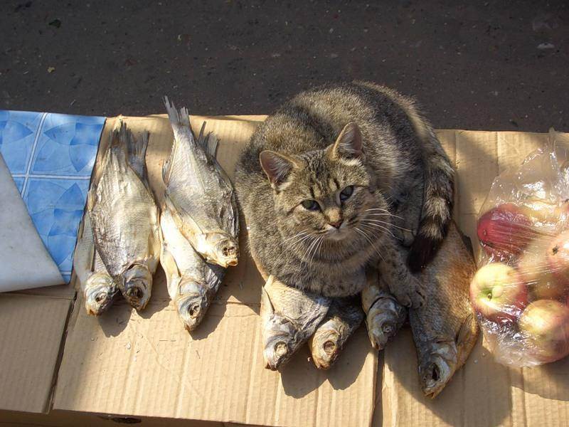 Почему котам нельзя рыбу? важно знать причины