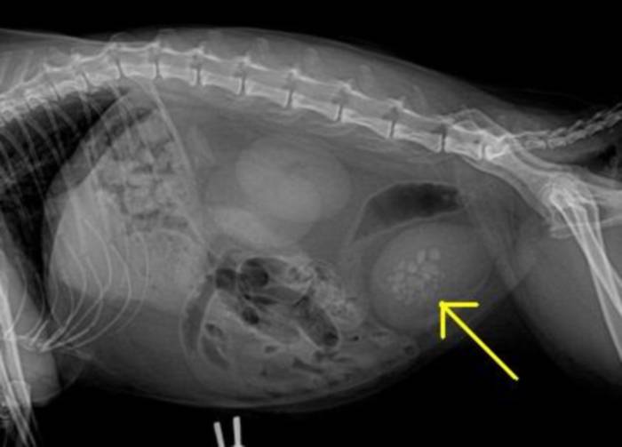 Камни в мочевом пузыре у собаки фото
