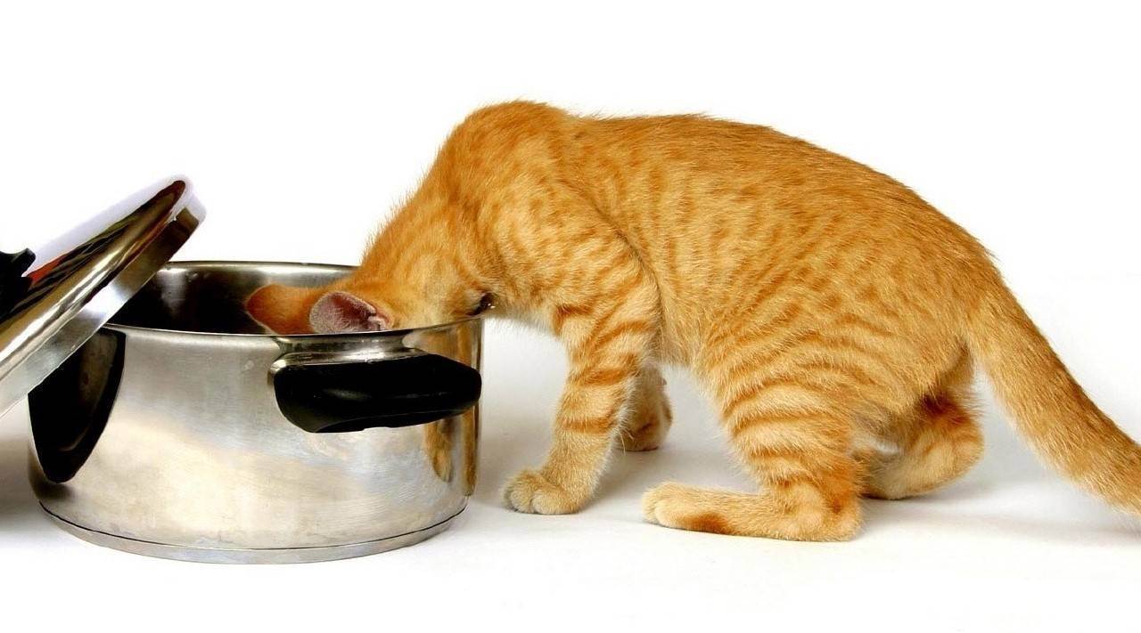 Кошка долго не ест. шотландская кошка плохо ест — в чем проблема