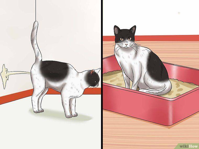 Почему кошка писает на кровать: причины и методы отучения