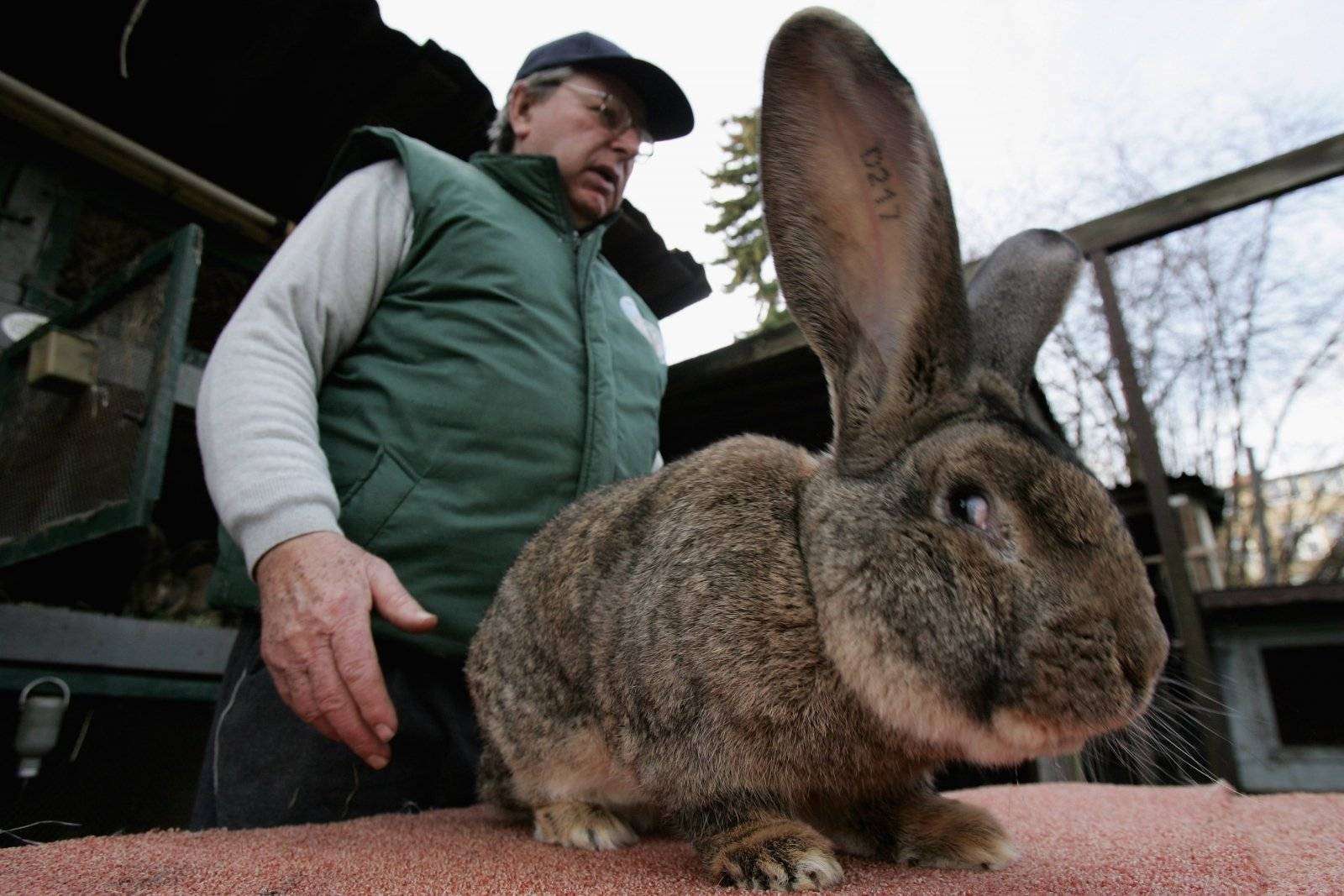 Породы самых больших кроликов в мире и вес особей из книги рекордов гиннесса