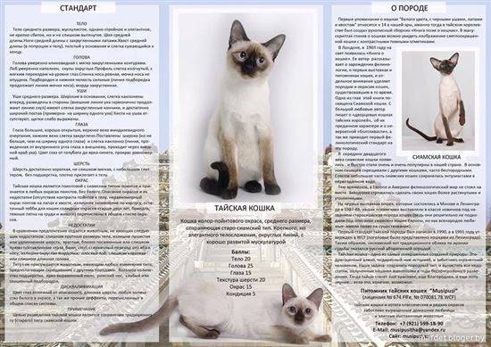 Тайская кошка: стандарт породы с фото, описание характера, особенности ухода
