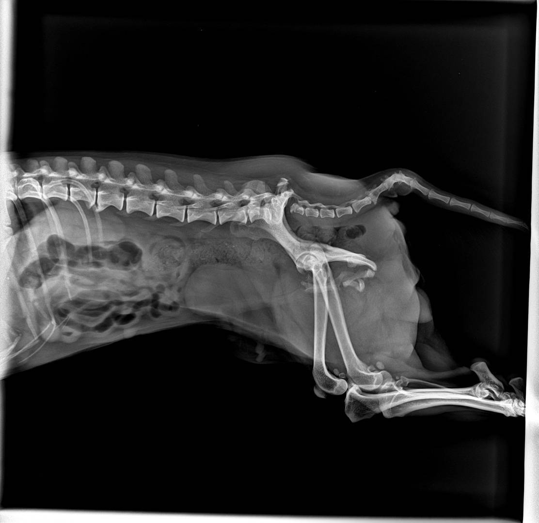 Последствия перелома тазобедренной кости у кота