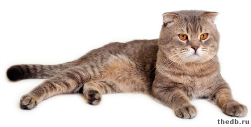 Кто лучше — шотландская кошка или кот? кто лучше: кошка или кот? кто хитрее коты или кошки.