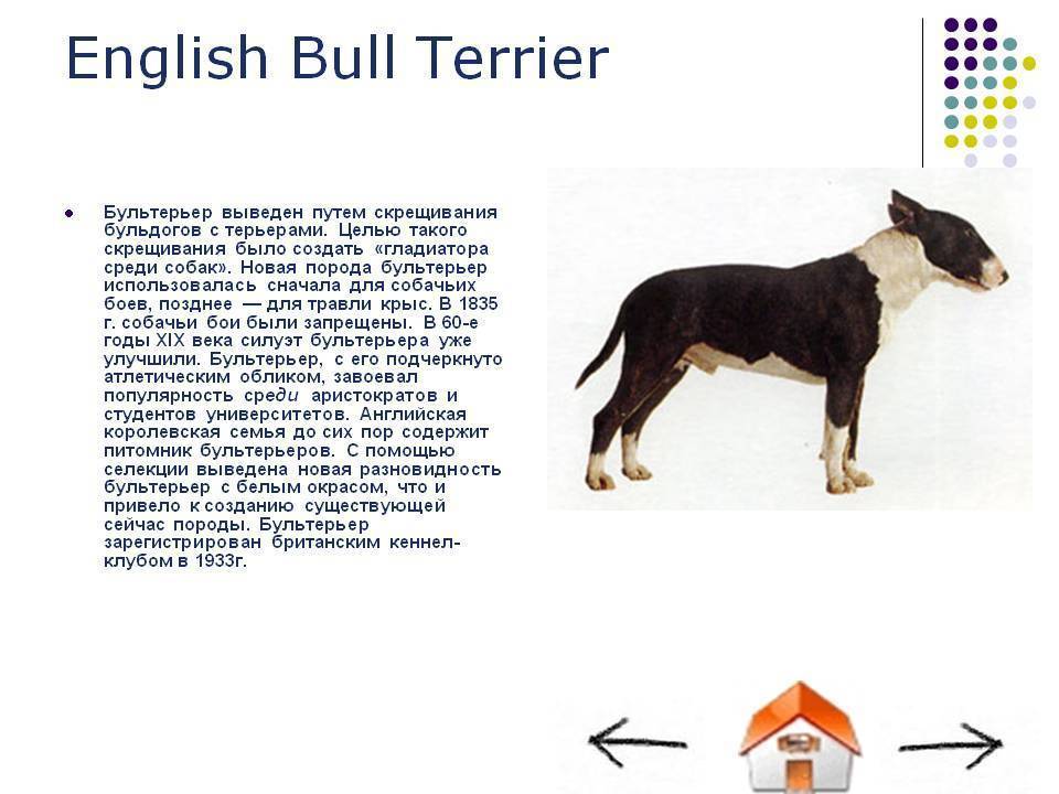 Порода собак бультерьер: фото, характеристики, описание
