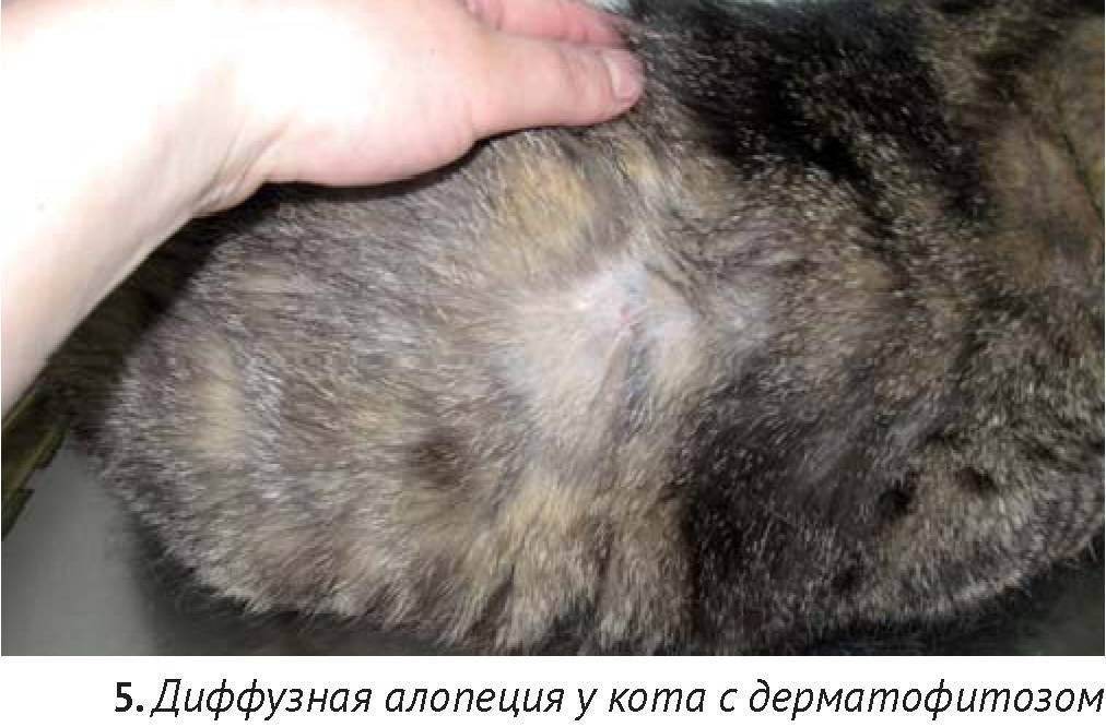 У кошки выпадает шерсть: причины. как ухаживать за шерстью кошки. | нвп «астрафарм»