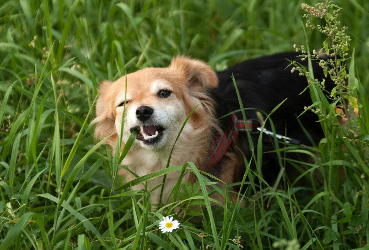 Почему собака ест траву и рыгает