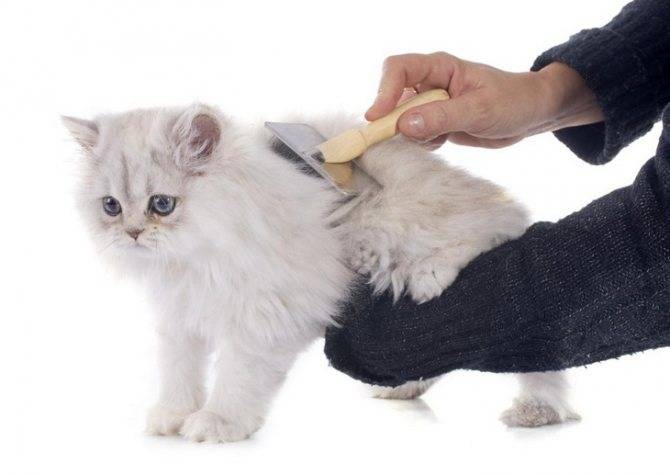 Колтуны у кошки: причины, как от них избавиться. профилактика появления колтунов у кошек с длинной шерстью