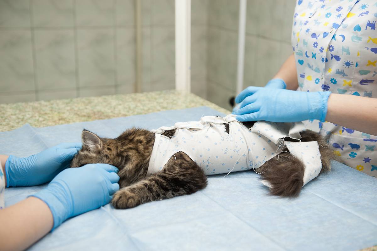 Как стерилизуют кошек: методы операции, что такое, как происходит