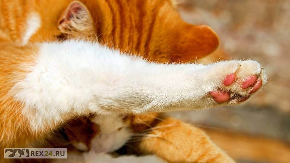 Панкреатит у кошек как лечить в домашних условиях: разбираем внимательно