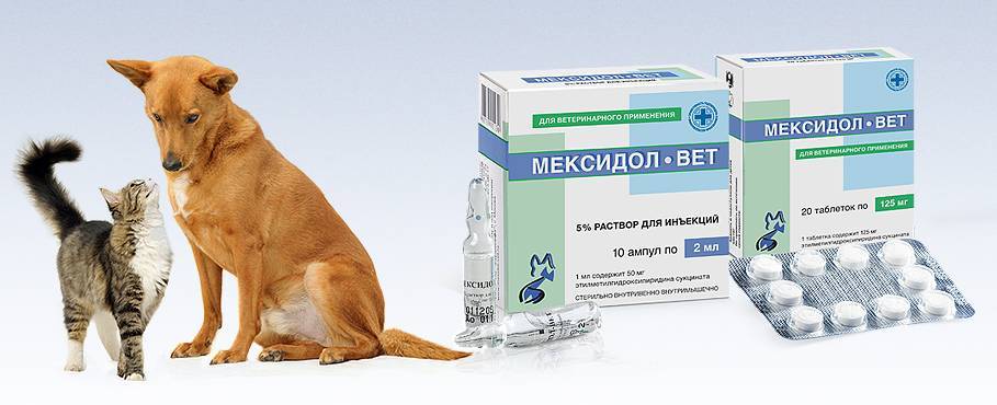 Показания и инструкция по применению таблеток и раствора для инъекций «мексидол-вет» в лечении кошек
