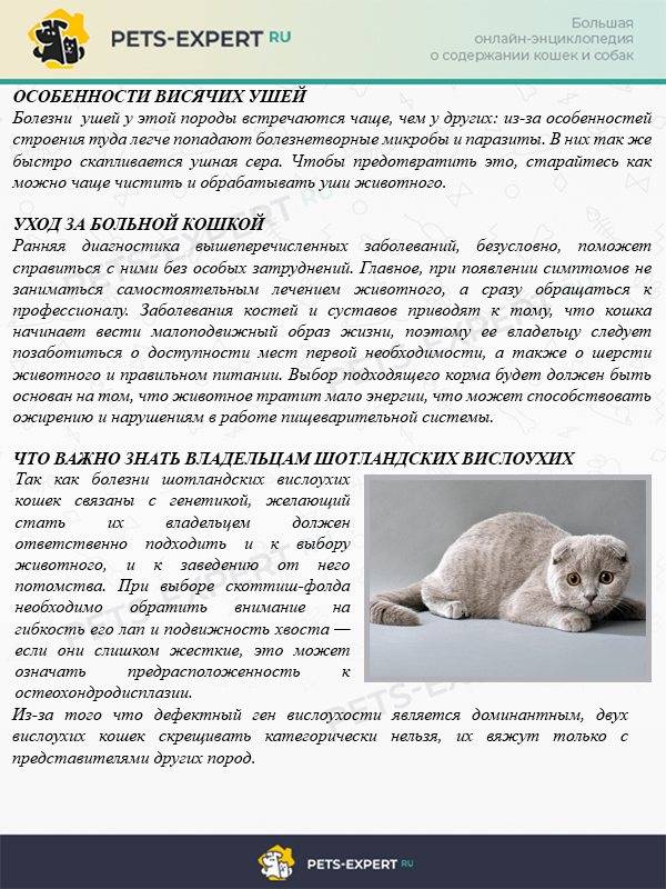 Правила вязки породистых кошек или как повязать британскую кошку и получить потомство. - sunray