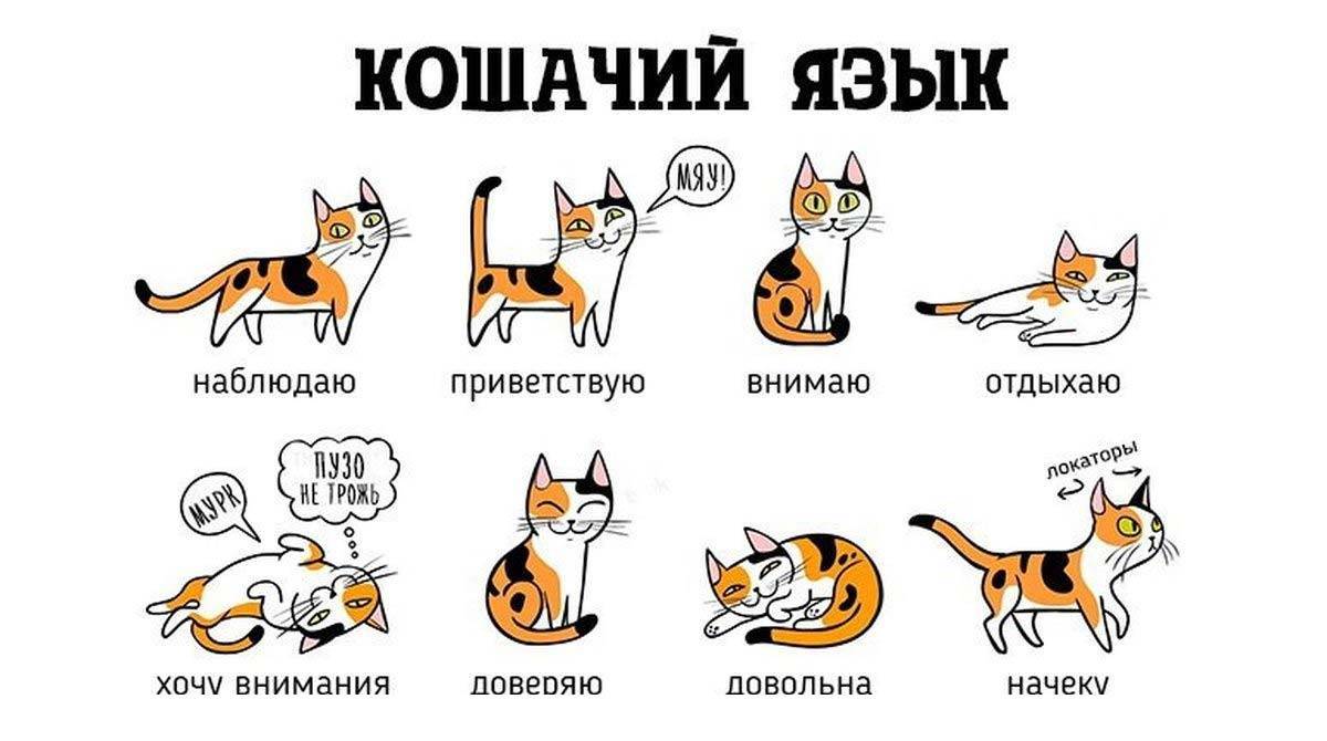 Кошачий язык: как понять своих кошек и котов, как человеку говорить с питомцем, «словарь-переводчик» для расшифровки звуков и жестов