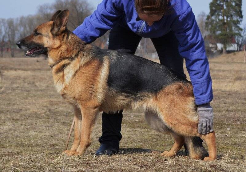 В каком возрасте вяжут собак овчарок — сайт эксперта по животным