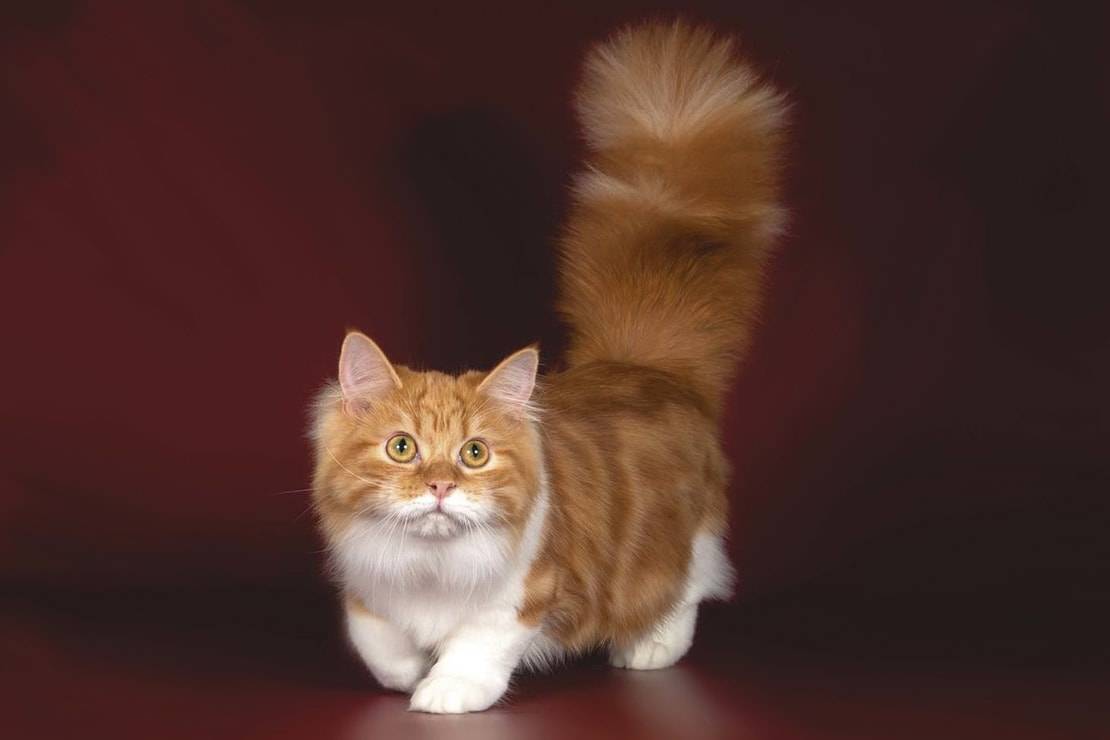 Манчкин и другие породы кошек с короткими лапами | hill's pet