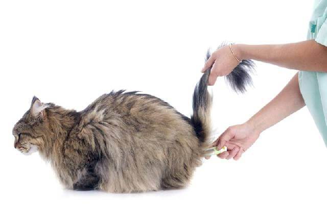 Как измерять температуру тела у кошки