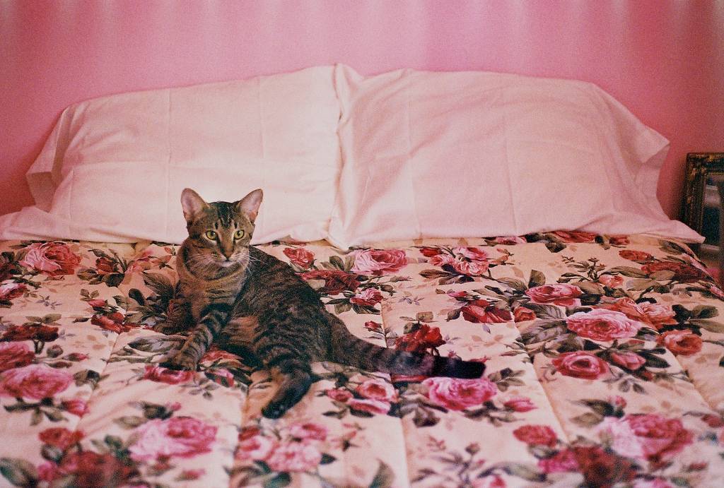 7 причин, почему кошка гадит на кровать - что делать