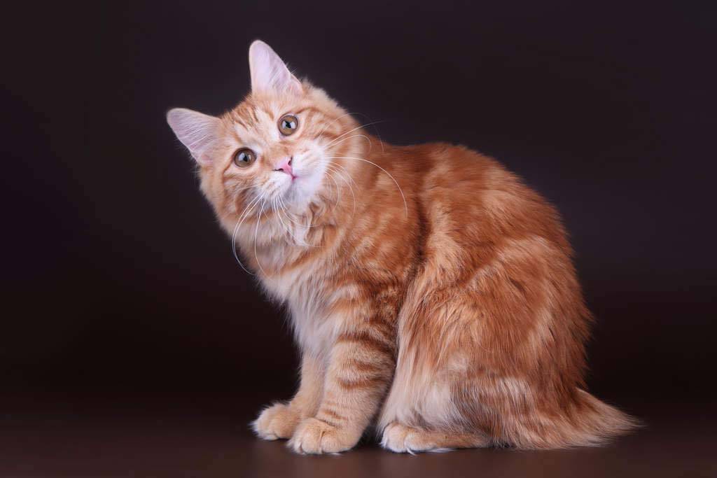 Пушистое солнце: породы рыжих котов :: syl.ru