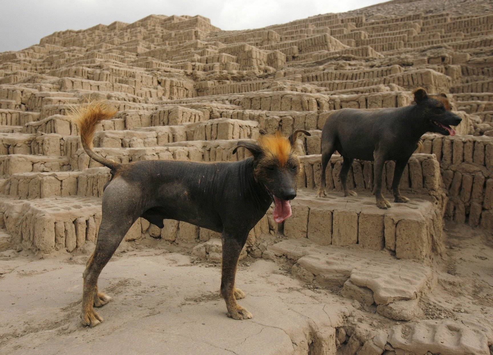 Самые древние породы собак в мире: топ-10