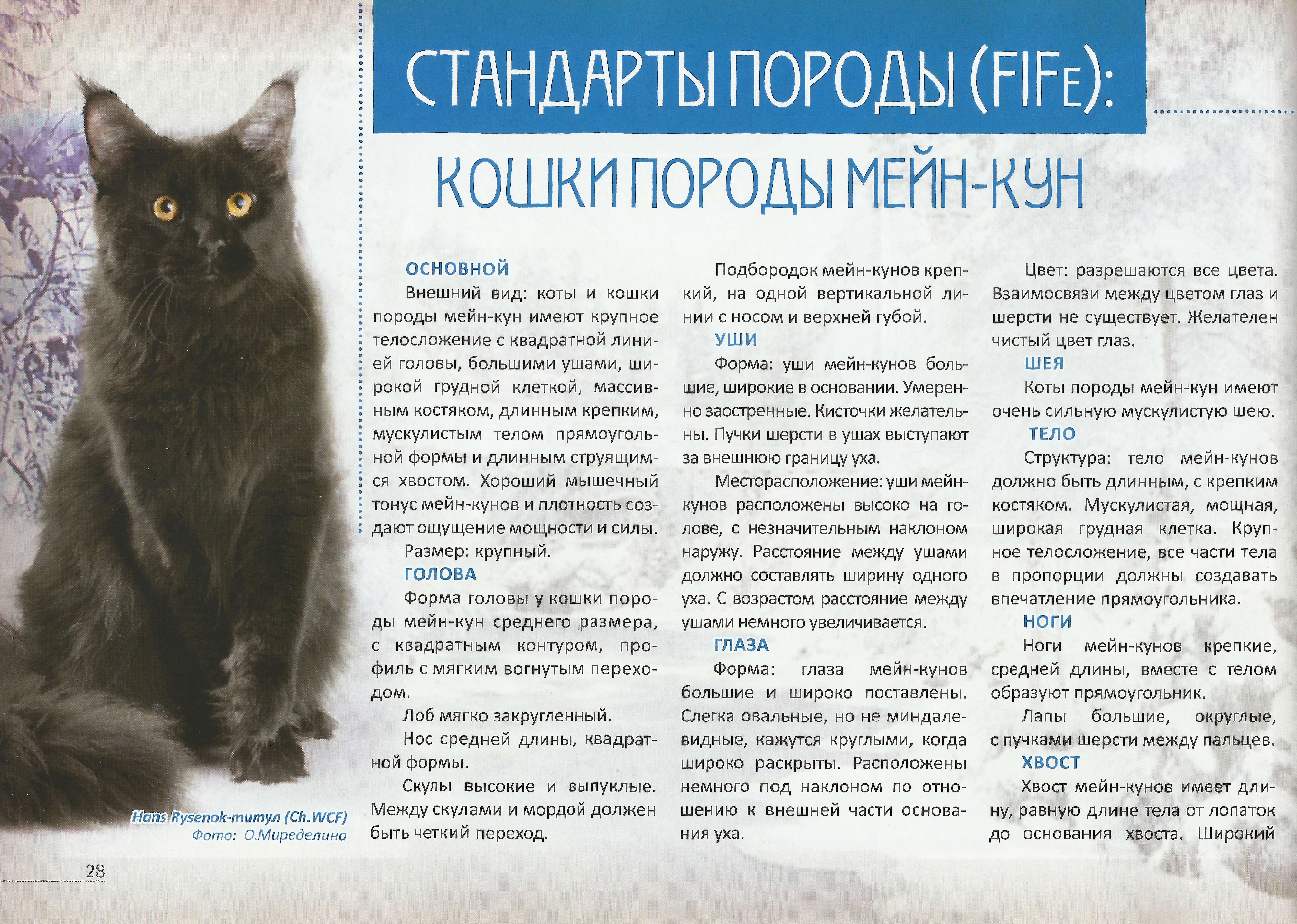 Мейн-кун: стандарт породы с фото, описание характера кошки, особенности ухода