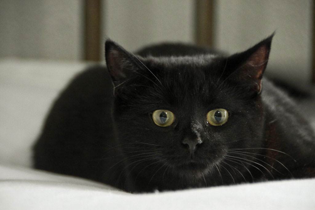 Бомбейская кошка: описание породы, питание, содержание, особенности ухода, отзывы владельцев :: syl.ru