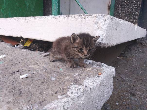 Куда деть кота на время. Пристроить котенка. Куда деть котят. Нужно пристроить котенка бесплатно. Где пристраивают котят.