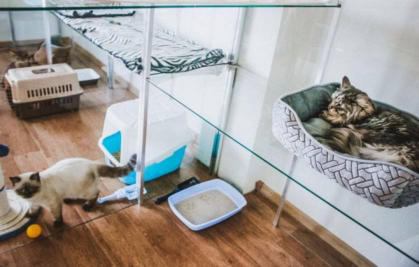 Как в одиночку за 3 месяца выстроить гостиничный бизнес для кошек - «жажда» - бизнес-журнал