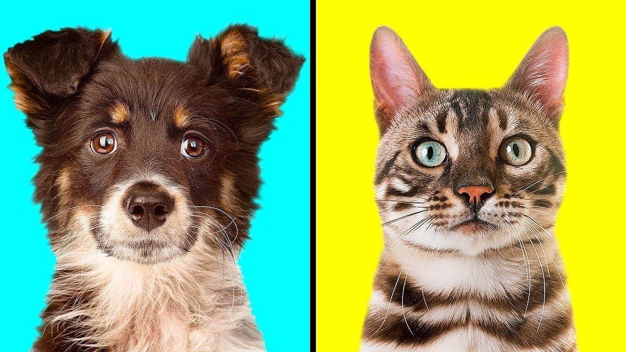 Кого выбрать — кошку или собаку?