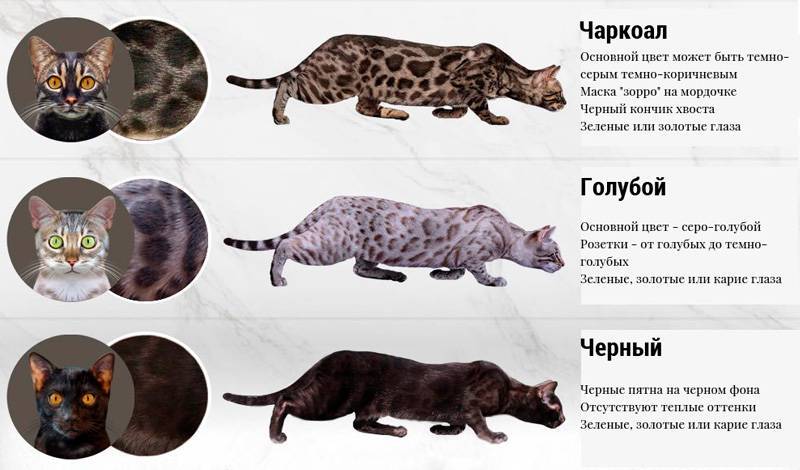 Редкие породы кошек, их описание и особенности