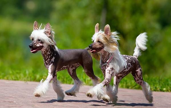 Описание китайской хохлатой собаки: фото, уход, содержание и история породы китайская хохлатая