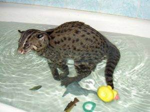 Виверровый кот-рыболов: описание, среда обитания, характер, содержание в домашних условиях, фото, отзывы владельцев