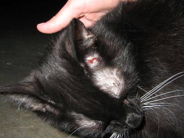 Лишай от кошки у человека - фото, лечение, профилактика