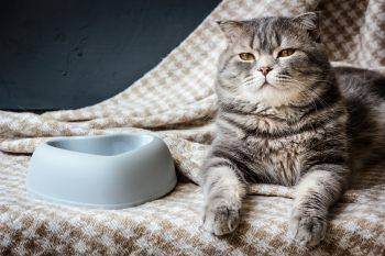 Ветеринарные советы, домашняя аптечка для кошек, как помочь кошке