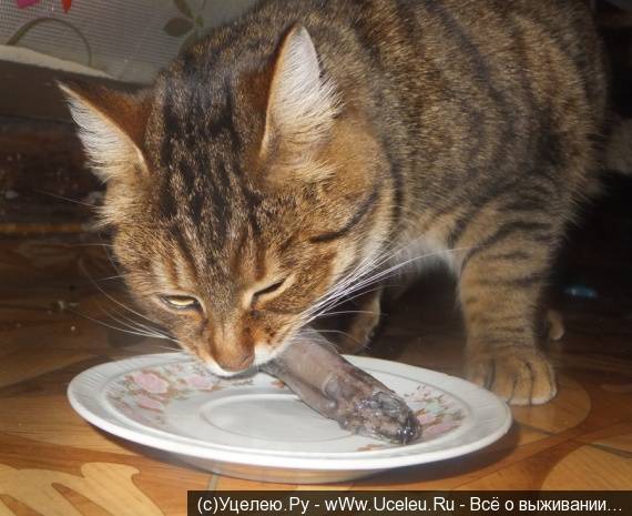 Можно ли кошкам рыбу с костями: острые и опасные. — обсуждение в группе "кошки" | птичка.ру