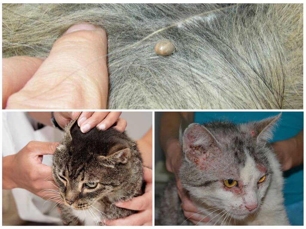 Аллергия на кошек у детей и взрослых - симптомы и лечение аллергии на шерсть кошки