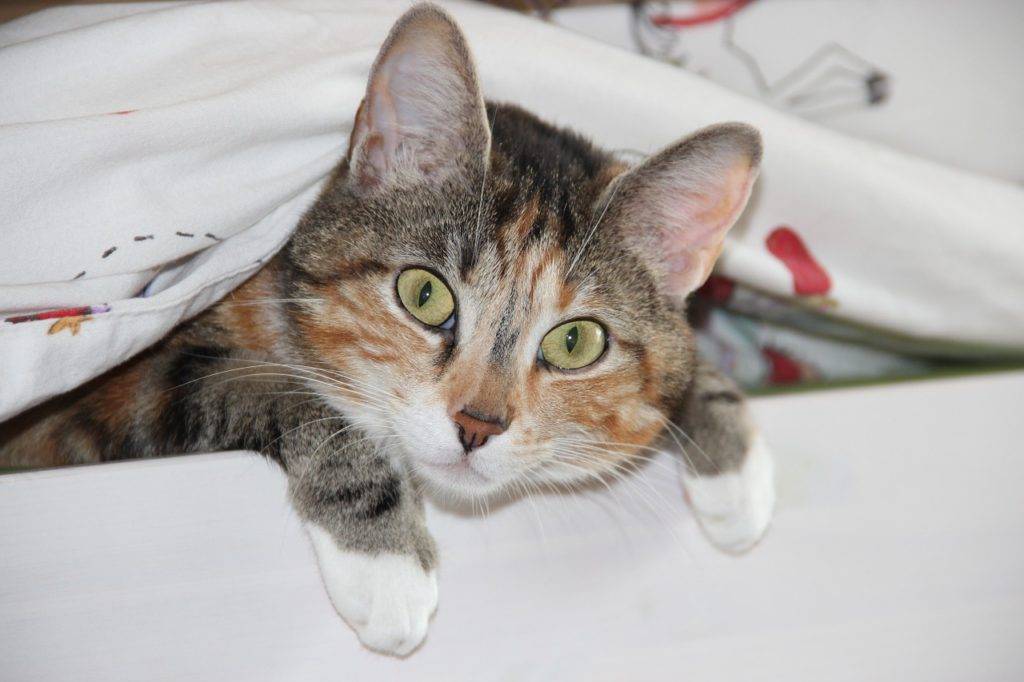 Симптомы и лечение чумки у кошек в домашних условиях, опасность кошачьей болезни для человека