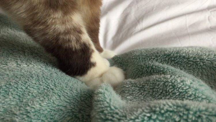 Почему кошки мнут лапами человека или мягкое одеяло и мурлыкают — fertime.ru