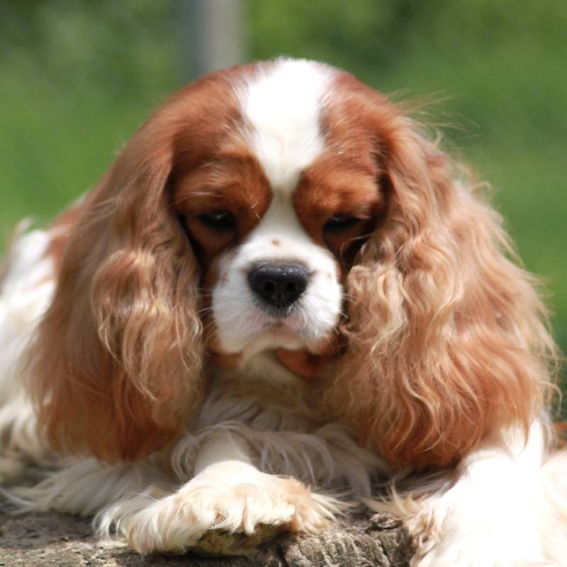 Кавалер кинг чарльз спаниель: фото и описание породы собак
кавалер кинг чарльз спаниель: фото и описание породы собак