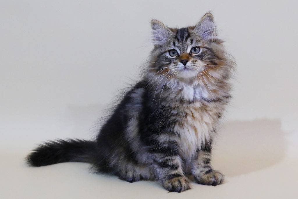 Сибирская кошка - народный русский кот - kisa.su