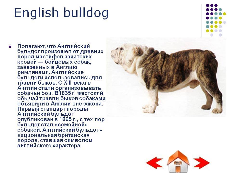 Английский бульдог — фото, описание породы, характер собаки, отзывы