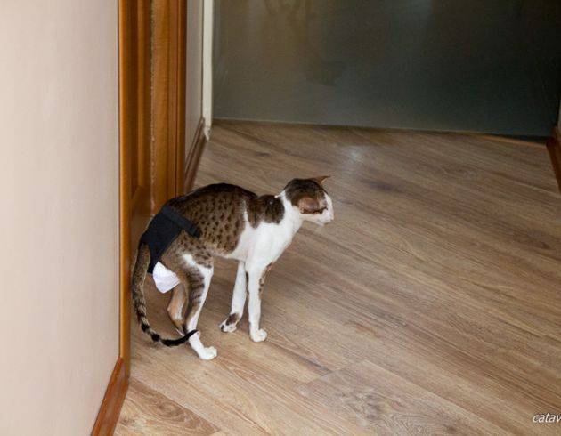 Как отучить кота метить на дверь?