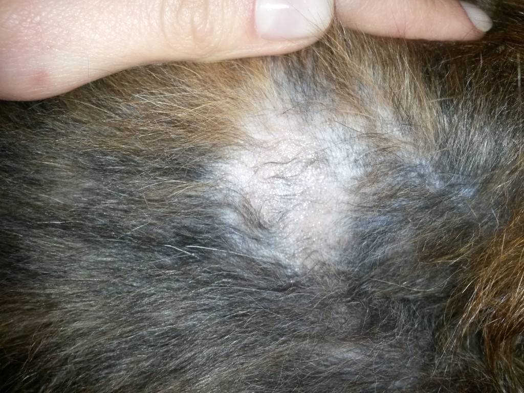У собаки выпадает шерсть и чешется кожа: причины и способы их устранения