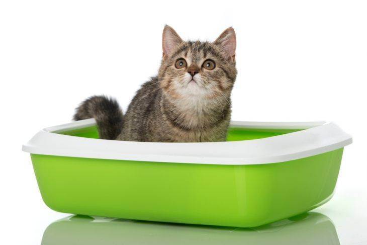 Лоток с высокими бортиками для кошек: выбираем большой кошачий туалет с высокими бортами. особенности лотков с сеткой для кота