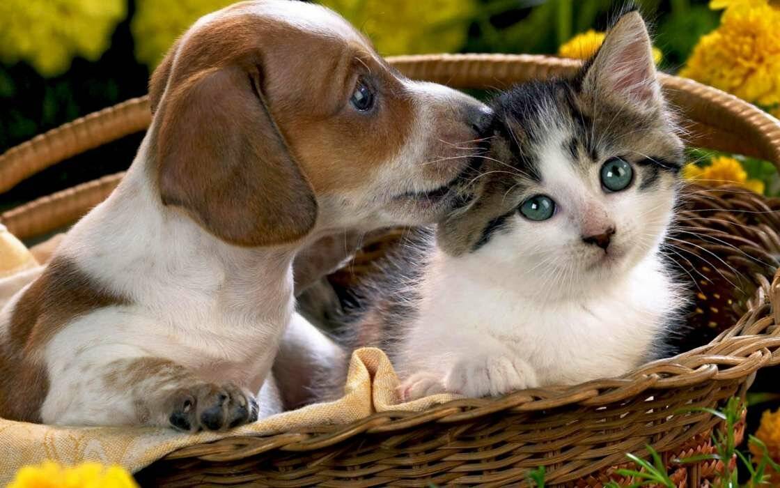 Породы собак, которые на враждуют с кошками: рассматриваем вопрос