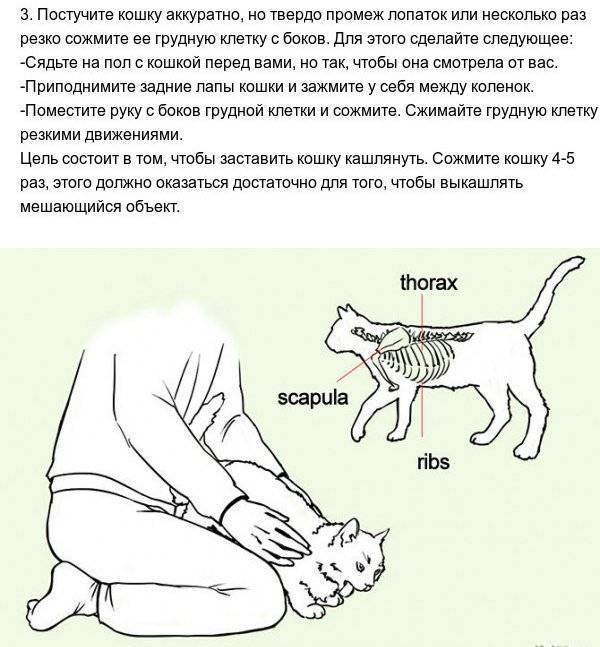 Помощь кошке при родах