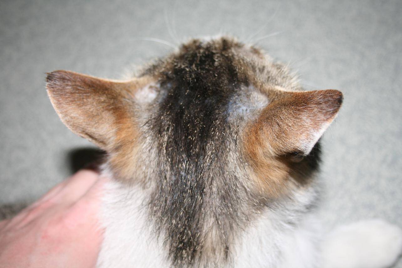 У кота гниет ухо: причины и лечение