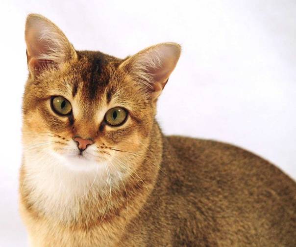 Чаузи: описание породы кошек, характер, здоровье (с фото и видео)