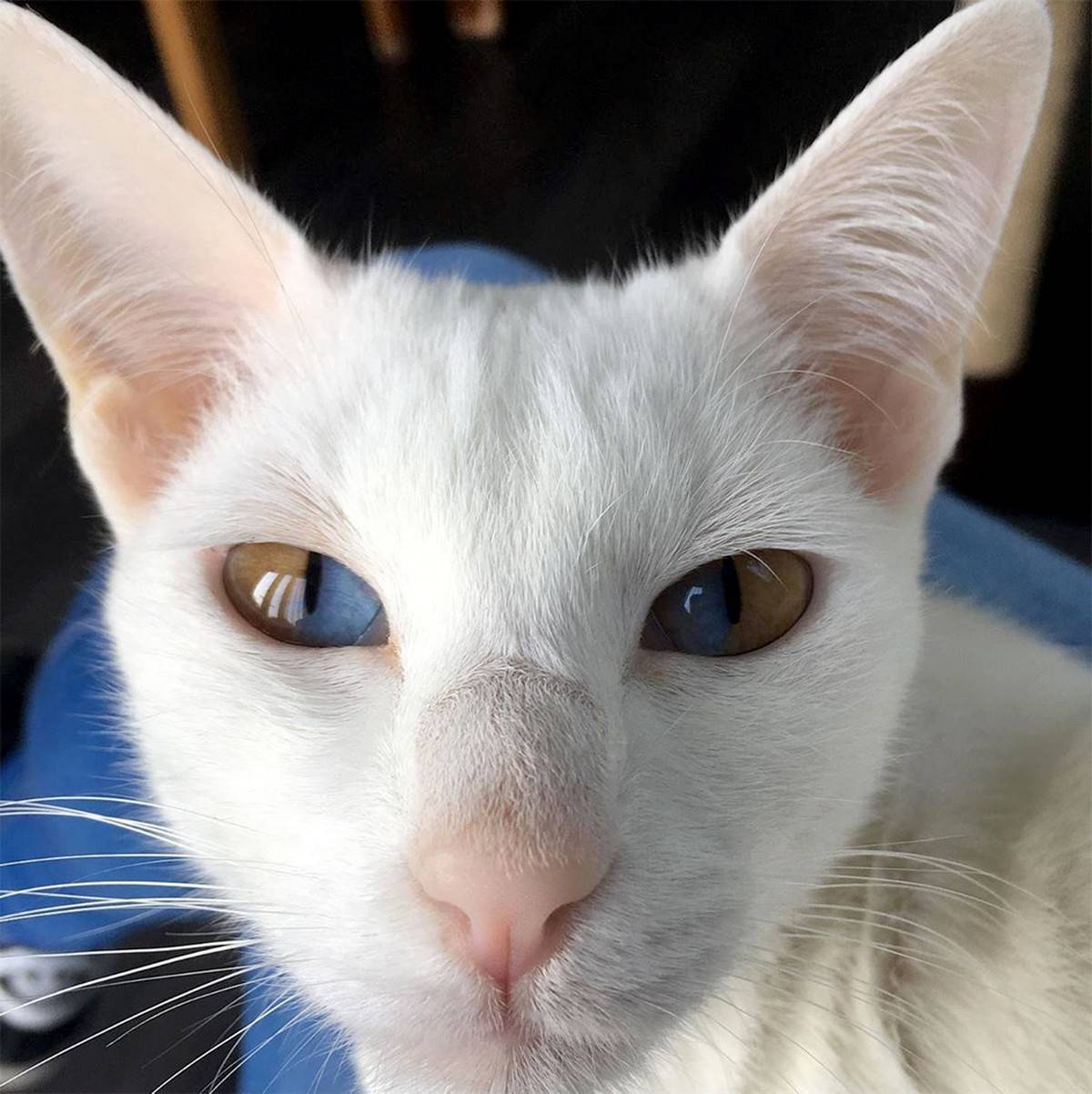Кошки с разными глазами: как называется порода